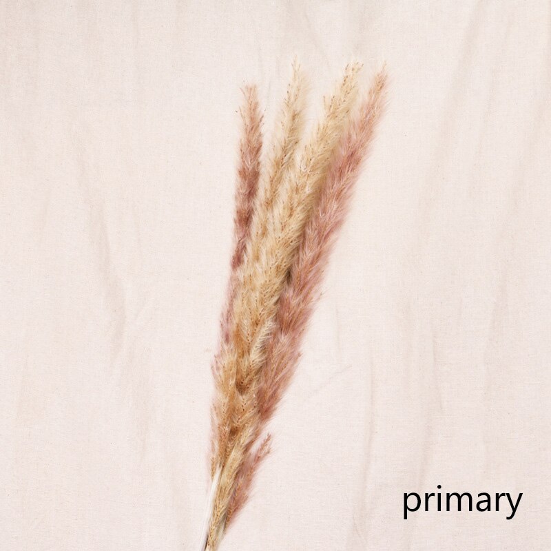 Reed Dried Decoration